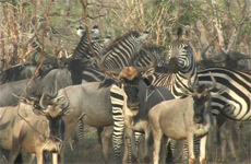 zebra